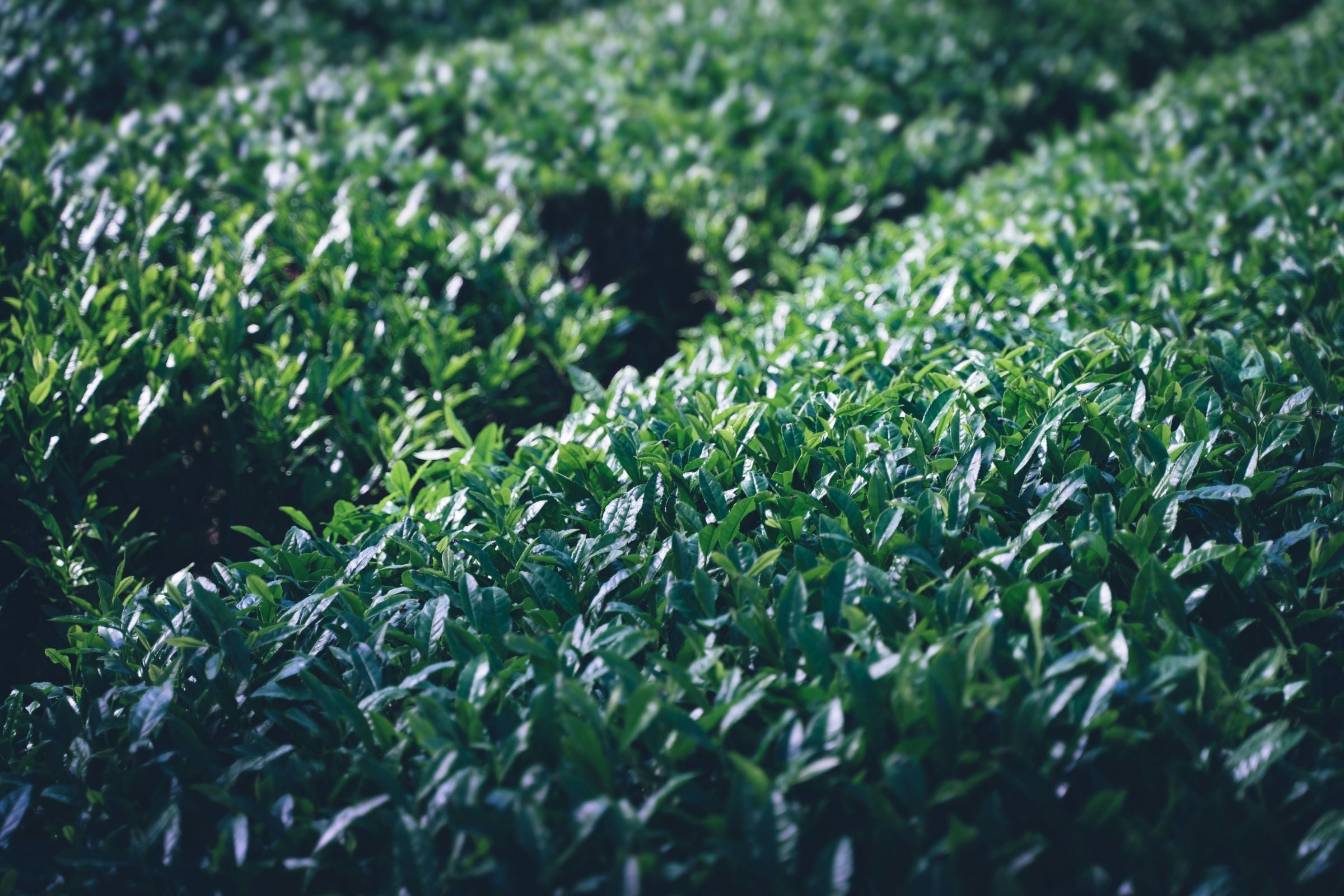 Plant of Green Tea - Everything About Camellia Sinensis